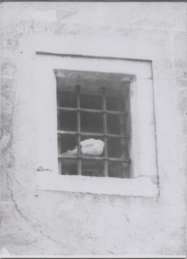 window-with-dove